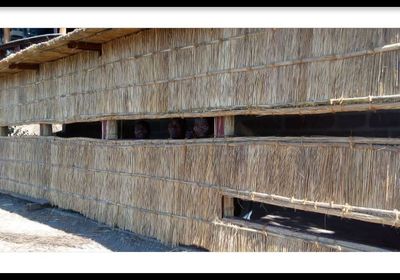 Lion Camp Hide